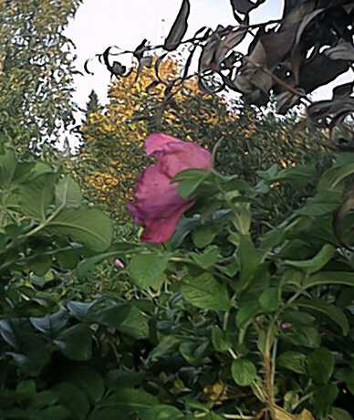 Syksyn ruusu